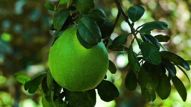 bright green Pomelo fruit on tree in Vietnamese jungle