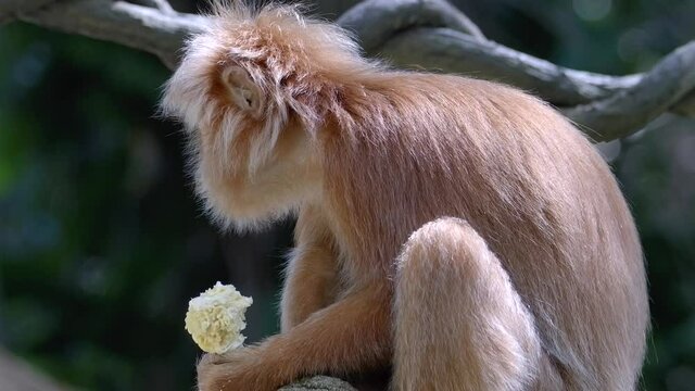 East Javan Langur Eating ANd Enjoying Its Food. - close up