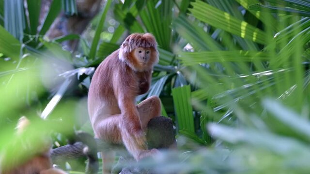 Javan Langur Monkey Scratching Its Body While Sitting On A Fence. - wide shot