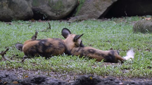 Back View Of Two African Wild Dogs Sleeping On The Grass. close up