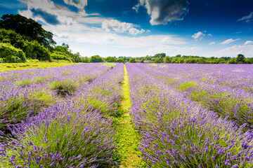 Lavender Fields with multiple rows of flowers and blue sky