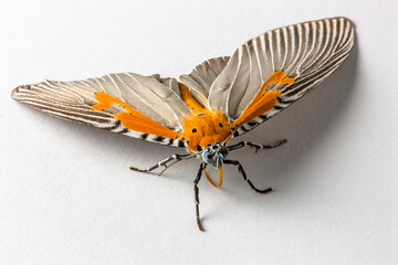 Fototapeta na wymiar Orange and Grey Moth Lepidoptera on a white isolated background in Thailand South East Asia