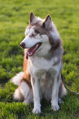 Brown and white Siberian Husky