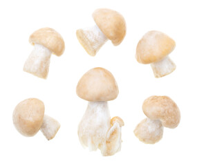 Mushroom Calocybe gambosa on a white background.