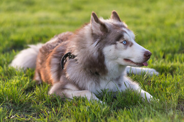 Brown and white Siberian Husky