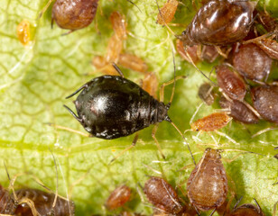 Close-up of aphids on a green leaf.