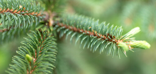 Coniferous tree in the park