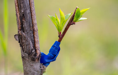 Grafting on a branch of a fruit tree.
