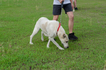 Low Section Of Man By Dog On Grassy Field. A young adult male wa