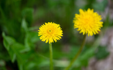 Yellow dandelion flowers in spring.