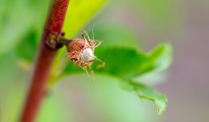 Small peaches on the tree in spring.
