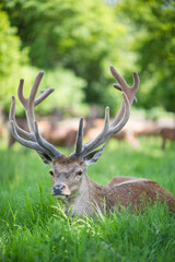 Deer in Great Britain, UK