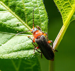 Close-up of a beetle on a leaf.