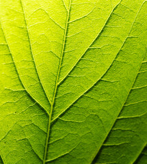 Fototapeta na wymiar Green leaf with a tree as an abstract background.