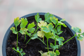 Sick house plants , Coriander plant showing sick with yellow leaf margins.Disease on agriculture, incomplete growth,Organic garden in Italy.