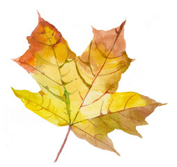 Autumn maple leaf watercolor isolated on white background illustration for all prints.
