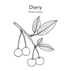 Sour Cherry or Prunus cerasus, the official state fruit of Utah
