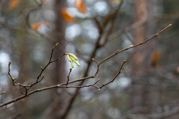 spring in the snow