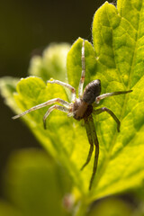 Close-up of a spider on a green leaf.