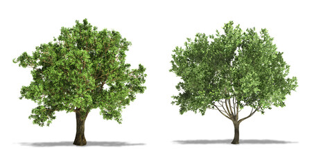 Fototapeta na wymiar Cork Oak (Quercus Suber) and Olive (Olea Europaea) Tree, Plants Isolated on White Background. High Resolution