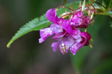 Wasp on a purple coloured flower
