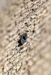 Self-tapping screw in a wooden board.