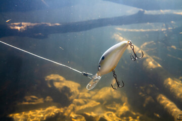 a fat wobbler floats over the snags in the depths of the river