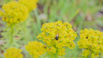 Wildflowers from Kartepe, Izmit, Turkey