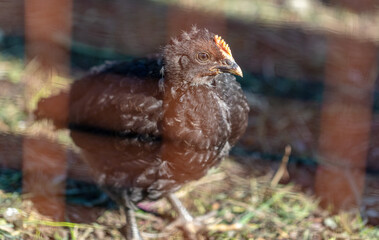 Portrait of a black chicken.