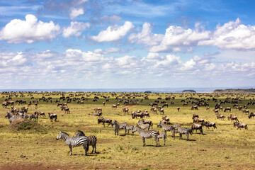 Zebra a wildebeest graze the plains of the Masai Mara, Kenya, during the annual great migration
