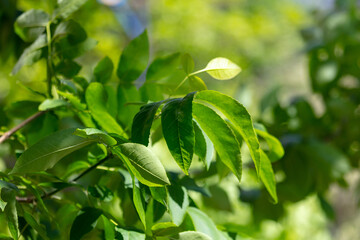 Green leaves on a tree