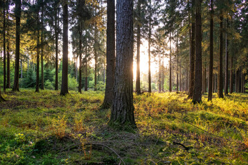 sunset in the green forest