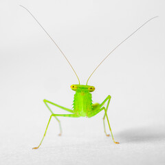 Small Preying Mantis  on a white isolated background copy space
