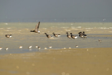 Branta bernicla Brant geese on estuary sand banks on west Atlantic coast France in winter