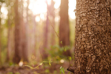 Close-up wood patterns of trees in the forest, with natural background blur.