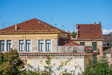 view of the old town hall in corfu  greece with pigeons