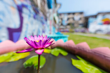 pink and purple lotus lily flower in a pot with a colorful background close up wide angle