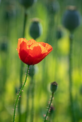 Fototapeta na wymiar poppy flowers and poppy heads in sunshine
