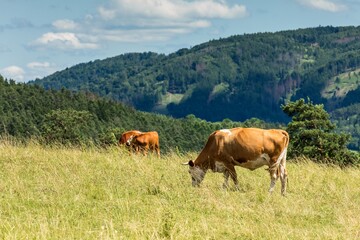 Fototapeta na wymiar Cows grazing on a green field, Czech Republic. Summer grazing. Cattle breeding.