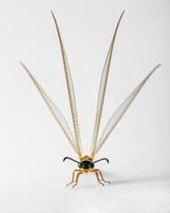 Damselfly Entomology Close up macro detail on a white background with copy space