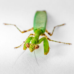 Preying Mantis  on a white isolated background macro micro close up orange green white yellow brown with copy space