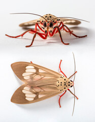Moth Lepidoptera on a white isolated background in Thailand South East Asia