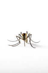Mosquito Culicidae Macro Close Up on an isolated white background Aedes albopictus Stegomyia...