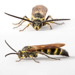 Wasp on a white isolated background macro micro close up detail nature front view and side view portrait two angles in Thailand South East Asia
