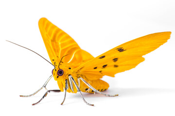 Moth Lepidoptera on a white isolated background in Thailand South East Asia