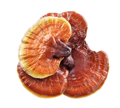 Ganoderma Lucidum Isolated on white background.Selective focus.