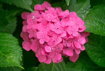 아름다운 분홍색 수국 풍경