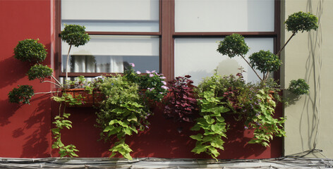 pots with plants and flowers on the window sill,  La Palma, Canary islands