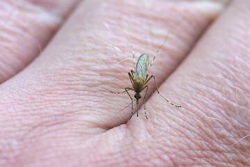 A mosquito sticks its proboscis into the skin of the hand