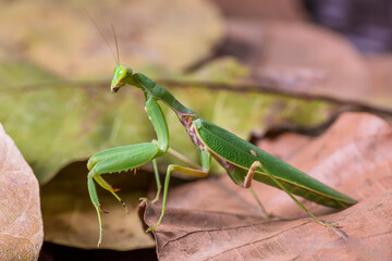 Bright Green Preying Mantis Mantid Mantises Mantidae Mantodea on dead autumn brown leaves in the jungles of Thailand, macro micro close up